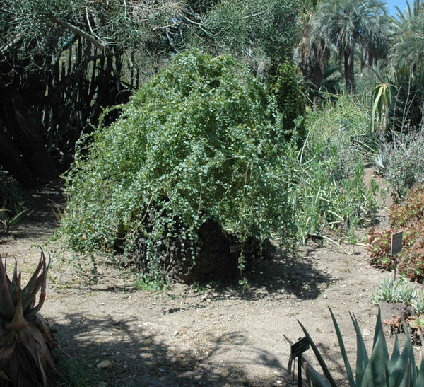 その他 OZWRT Dioscorea Elephantipes Monoclonius Dioscorea elephantipes specimen 25-1-SH - Grassy Knoll Plants