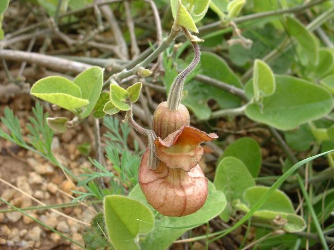 Aristolochia californica 4" pot