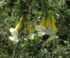 Cantua buxifolia (white) 4" pot