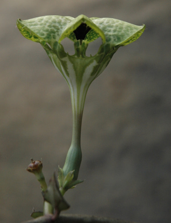 ceropegia parachute plant Ceropegia saundersii
