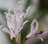 Nerine humilis bloom size bulb