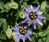 Passiflora 'Blue Bouquet' 4" pot