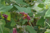 Passiflora 'Fledermouse' 4" pot