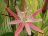 Passiflora 'Kew Gardens' 4" pot
