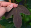 Passiflora 'Thuraia' 4" pot
