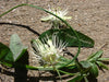 Passiflora amalocarpa 4" pot