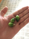 Passiflora foetida 4" pot