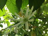 Passiflora mucronata 4" pot