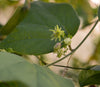 Passiflora rugosissima 4" pot (formerly sold as Passiflora sexflora)