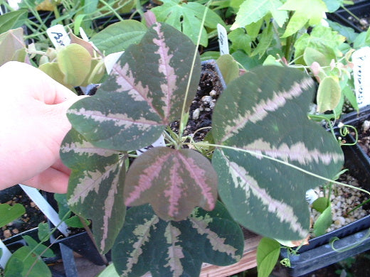 passiflora indoor plant Passiflora trifasciata 4" pot