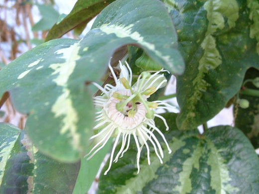 Passiflora trifasciata 4" pot