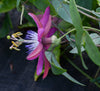 Passiflora 'Vanessa' 4" pot