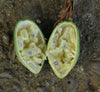 Passiflora quadriglandulosa 4" pot