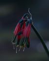 Phaedranassa carmiolii bloom size bulb