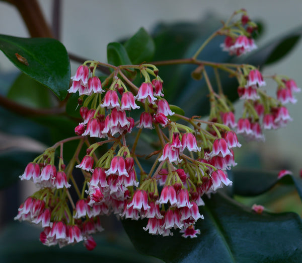 Synardisia_venosa2_600x.jpg?v=