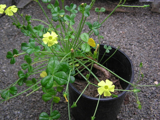succulent oxtail plant Oxalis megalorhizza 2.5" pot