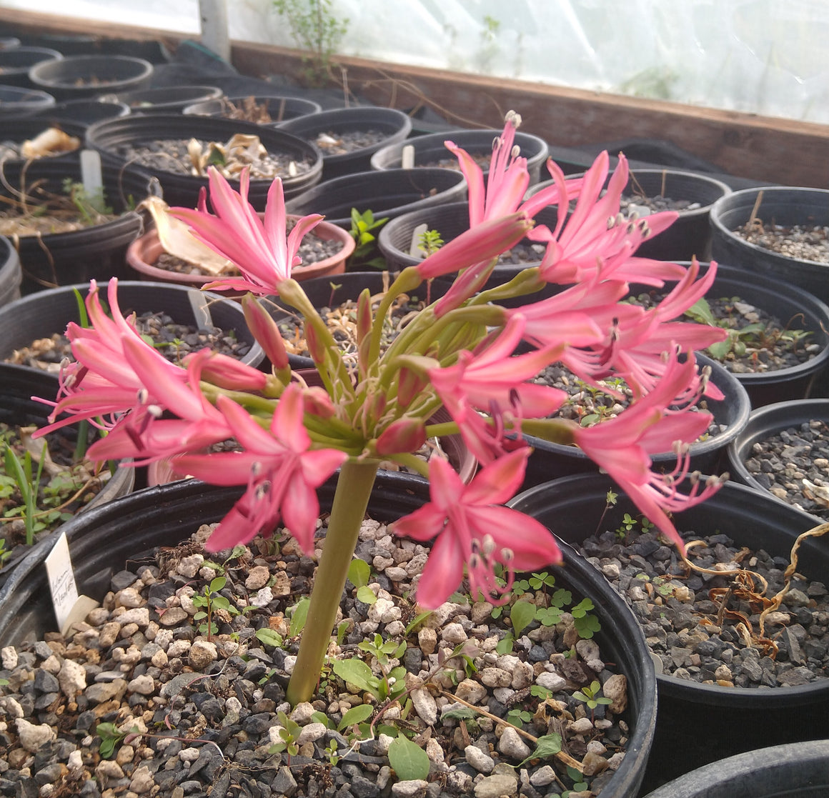 Brunsvigia gregaria bloom size bulb