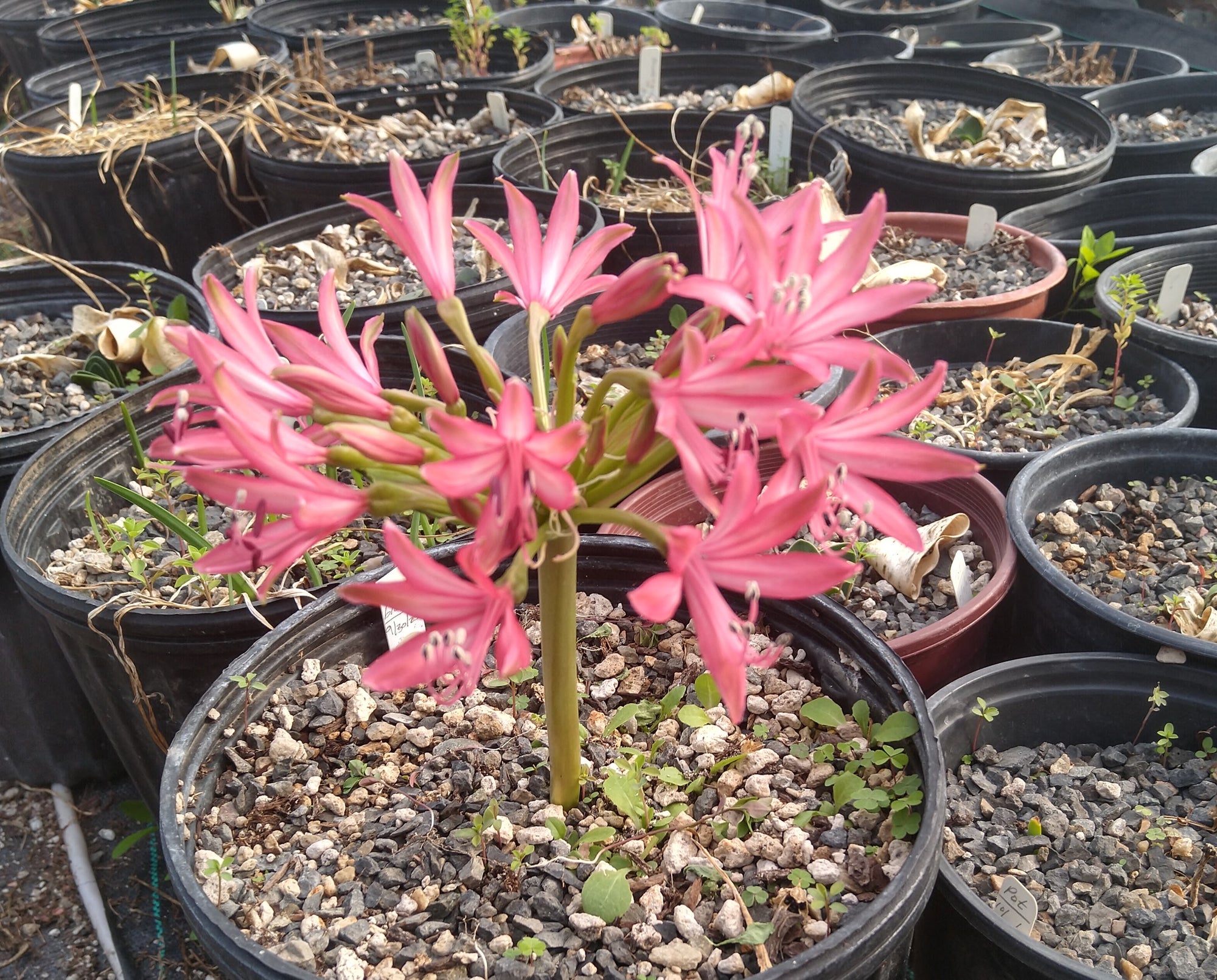 Brunsvigia gregaria bloom size bulb