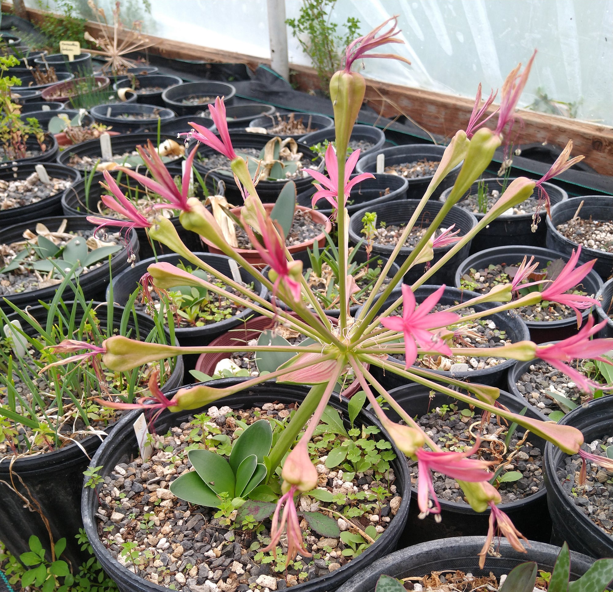 Brunsvigia gregaria bloom size bulb