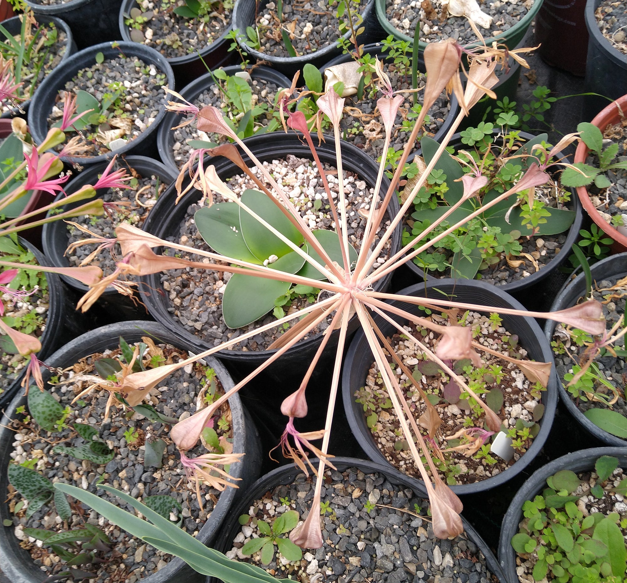 Brunsvigia gregaria bloom size bulb