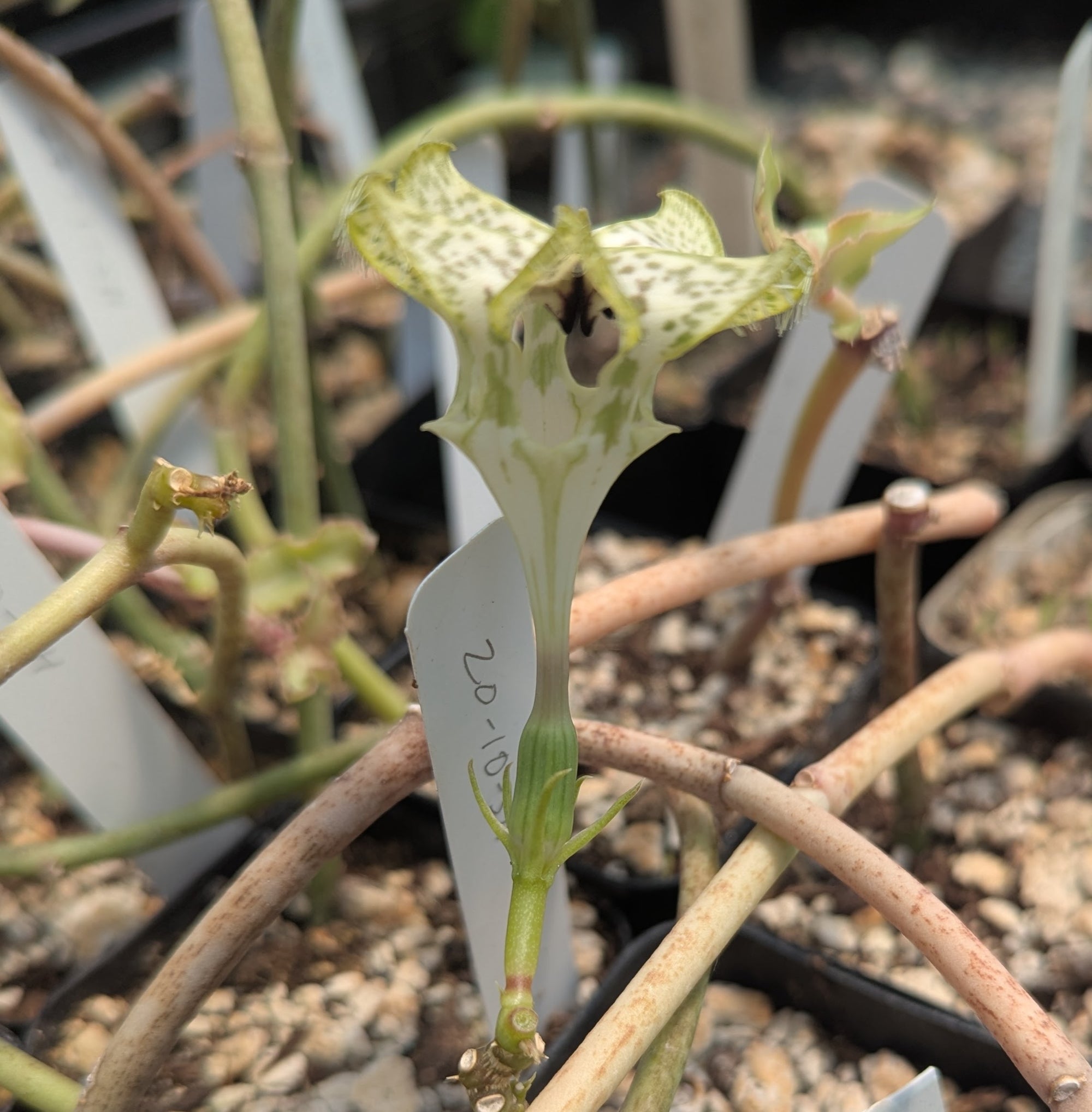Ceropegia saundersii