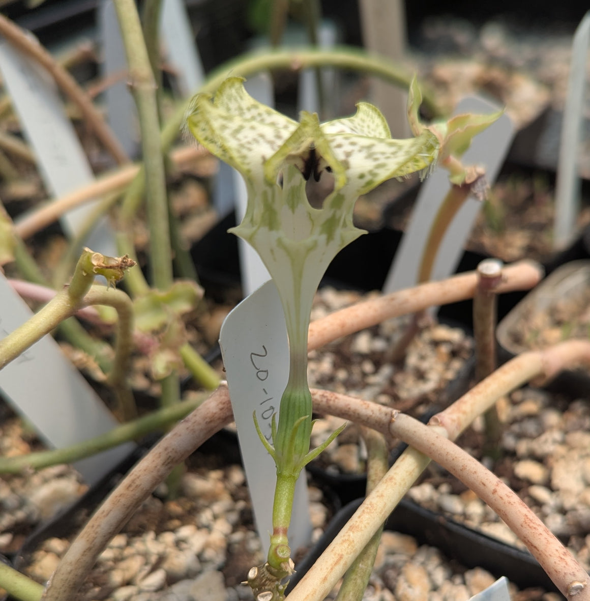 Ceropegia saundersii