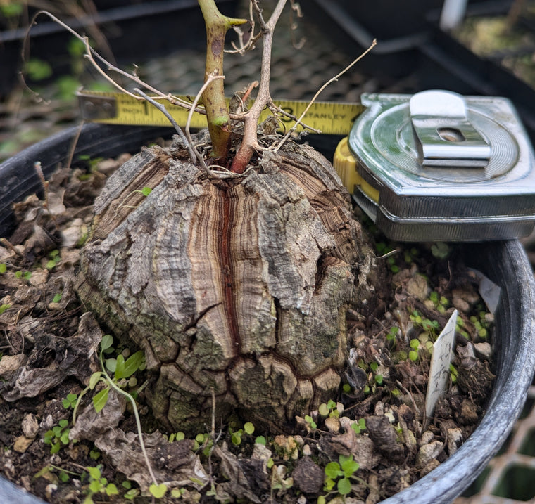 Dioscorea elephantipes specimen 24-37-SH