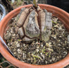 Dioscorea elephantipes specimen 25-1-SH