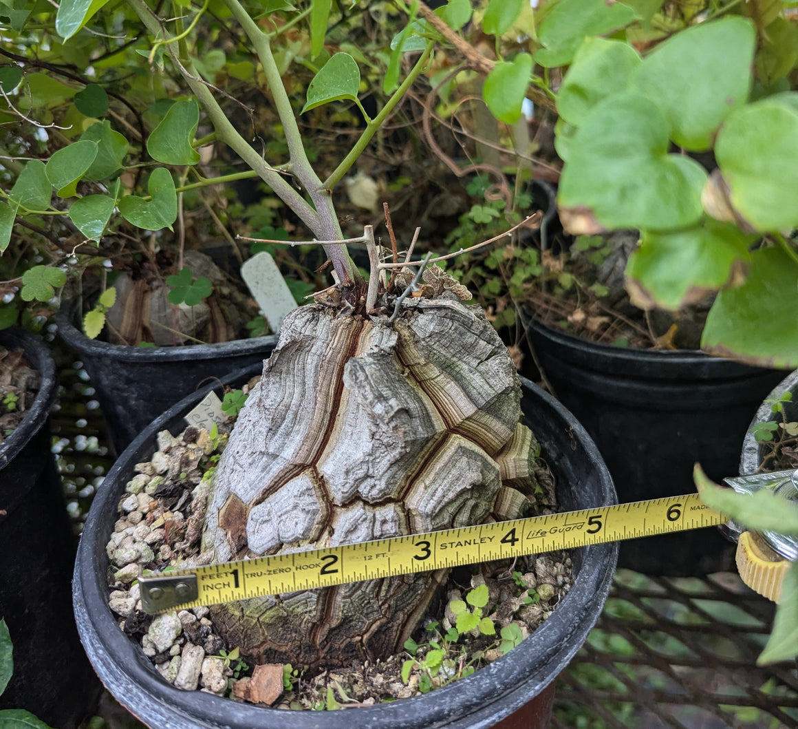 Dioscorea elephantipes specimen 24-35-SH