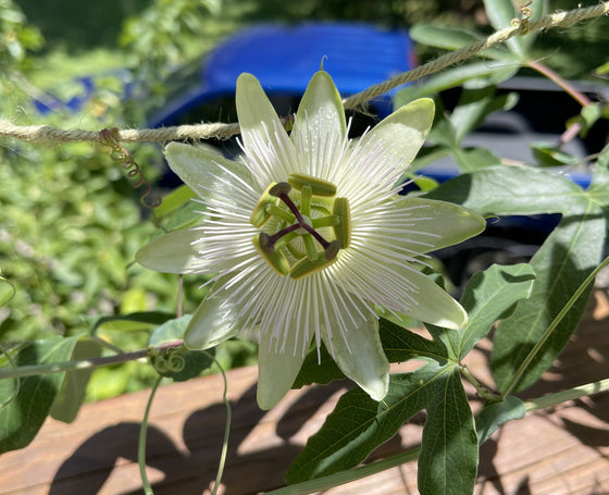 Passiflora caerulea 'Dolce Italia' 4" pot