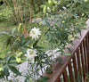 Passiflora caerulea 'Dolce Italia' 4" pot