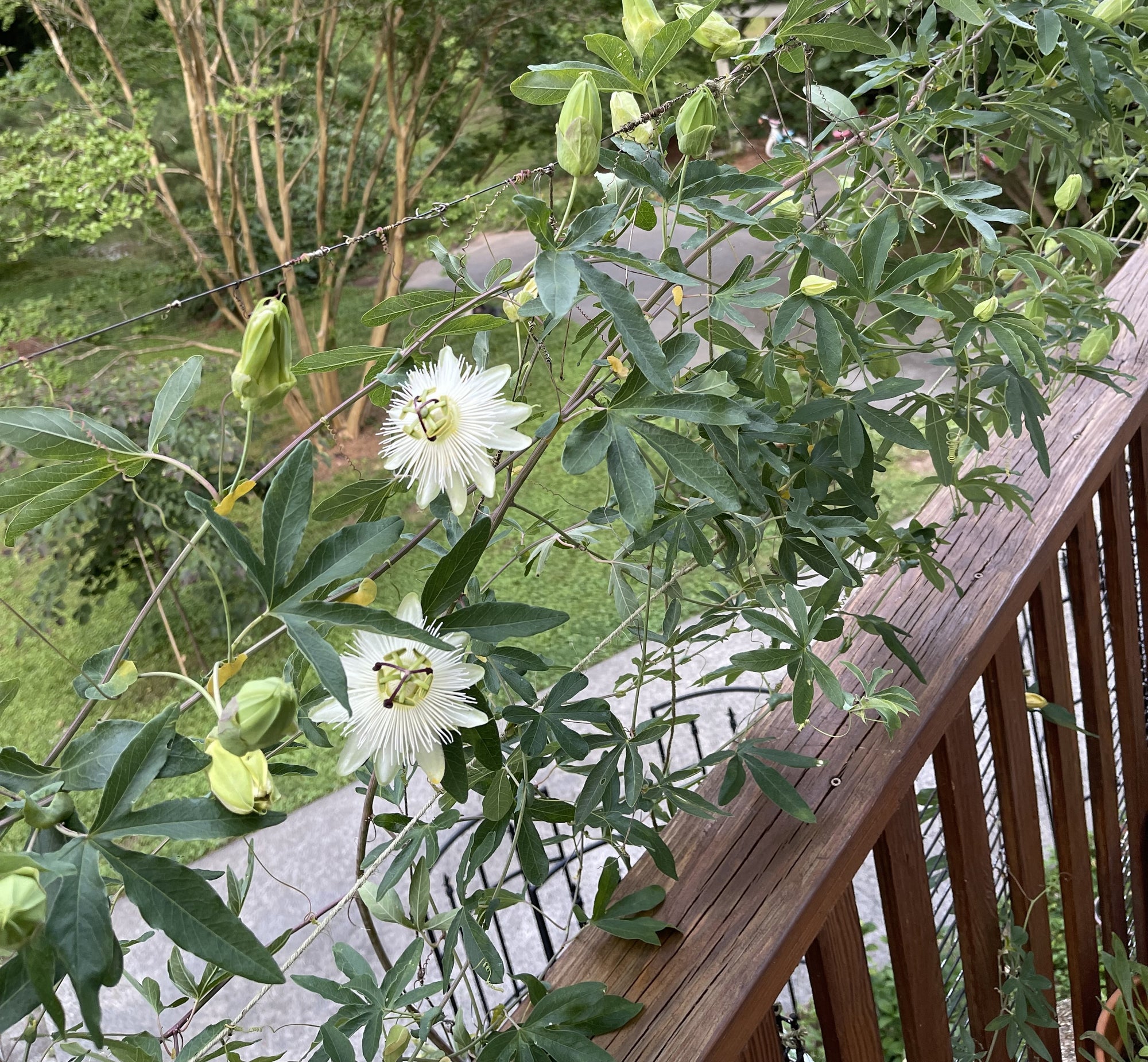 Passiflora caerulea 'Dolce Italia' 4" pot