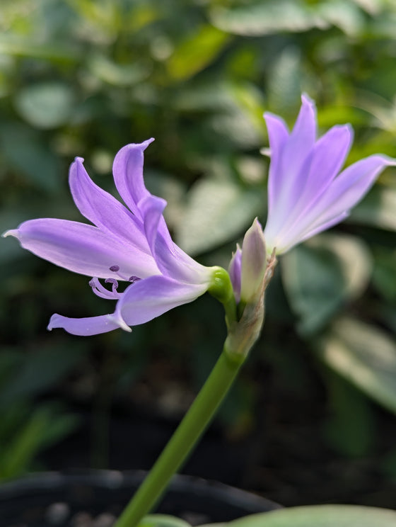 Griffinia espiritensis bloom size bulb