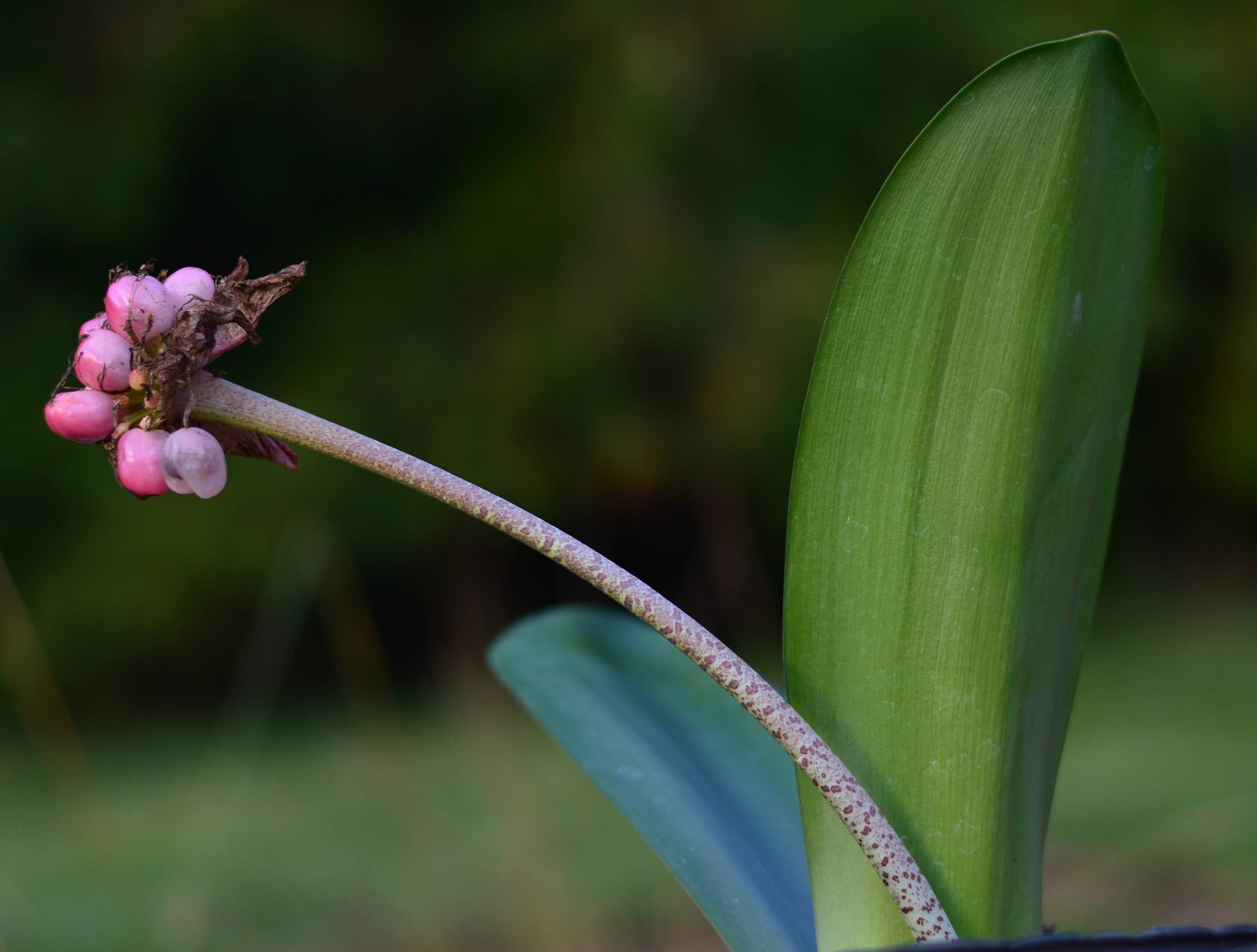 Haemanthus coccinea bloom size bulb