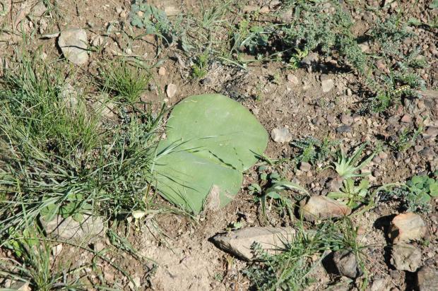 Haemanthus coccinea bloom size bulb