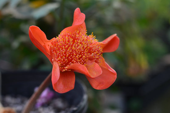 Haemanthus coccinea bloom size bulb