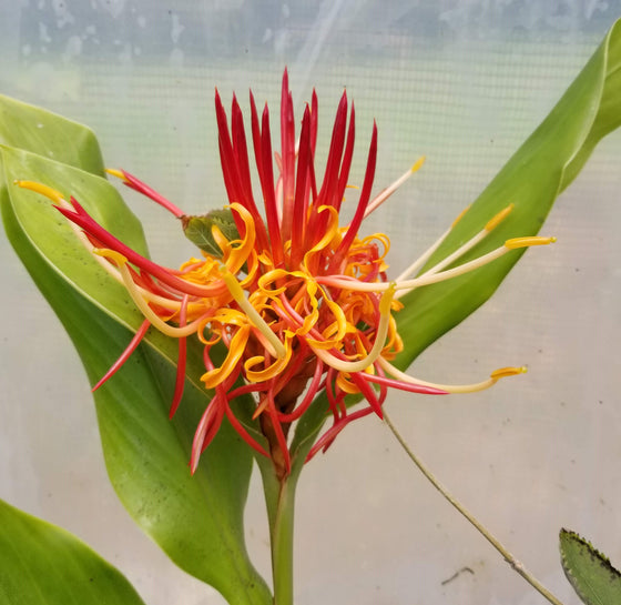 Hedychium longicornutum 4" pot