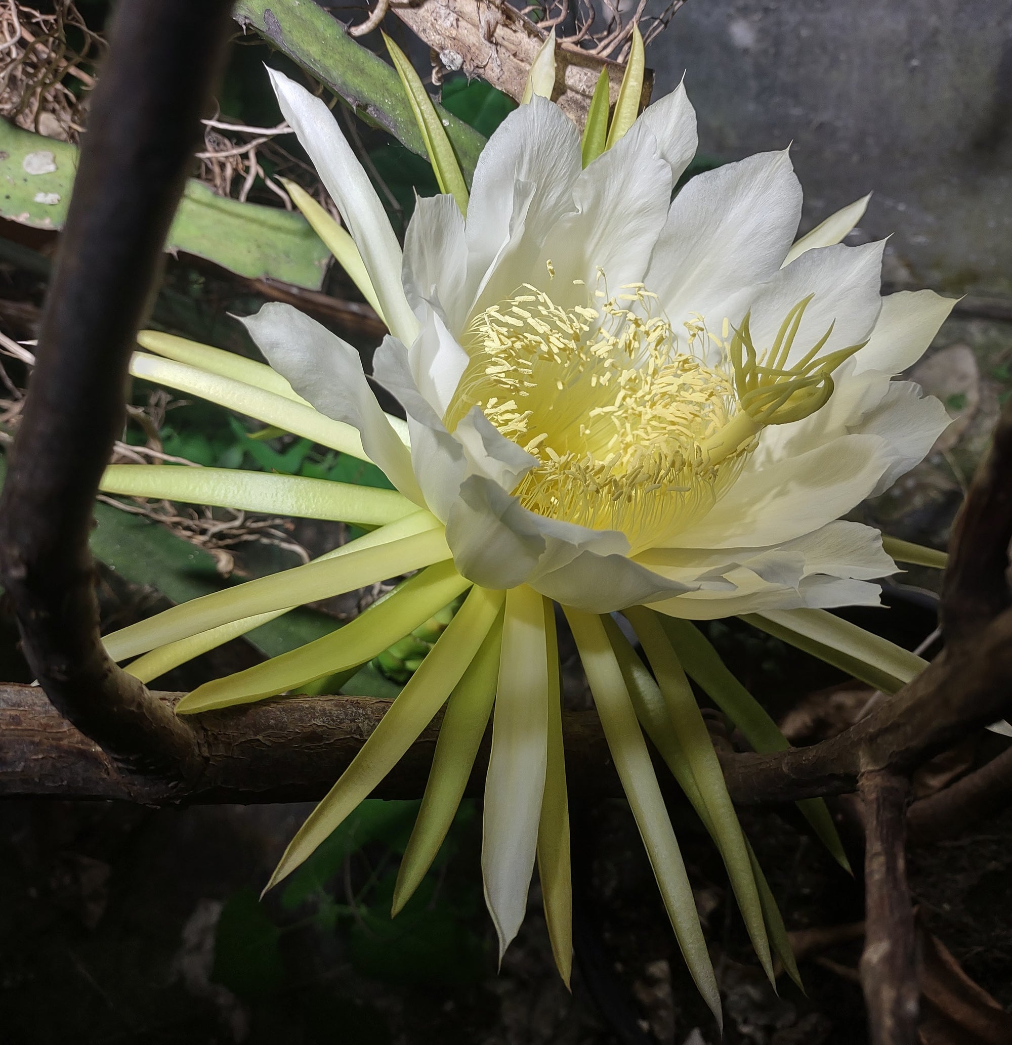 Hylocereus undatus cutting