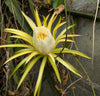 Hylocereus undatus cutting