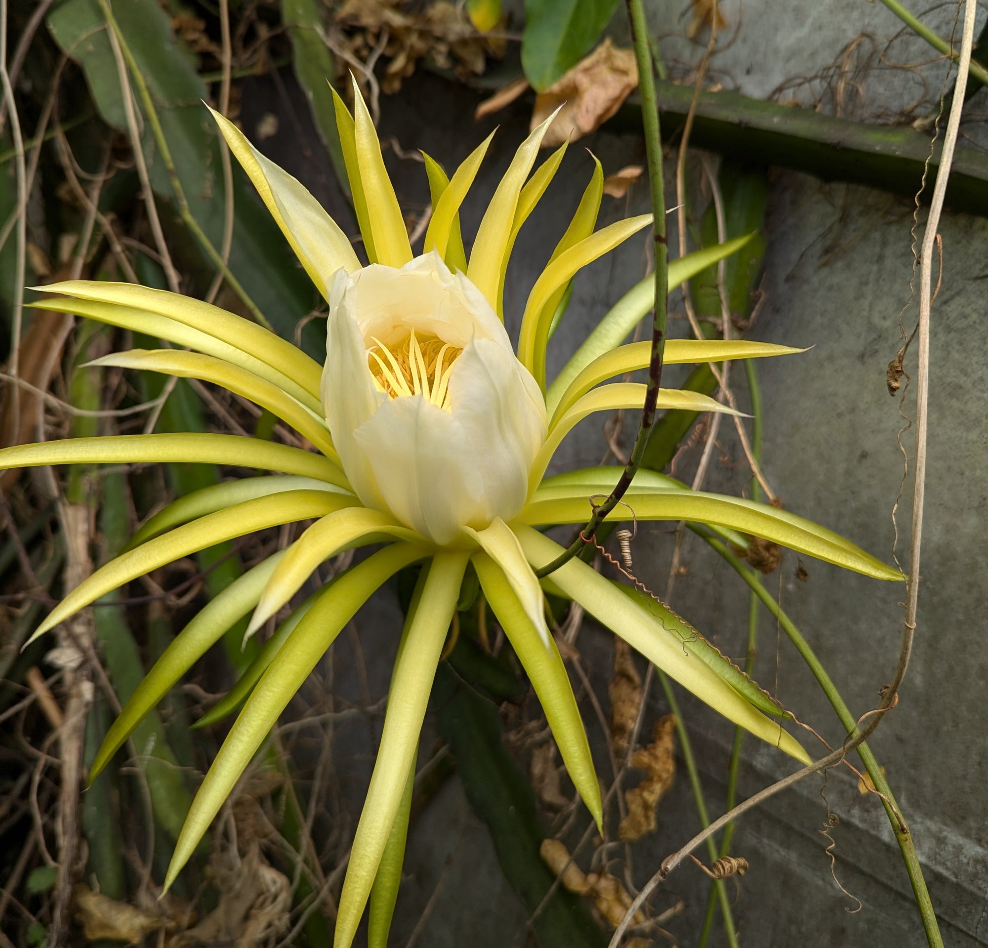 Hylocereus undatus cutting