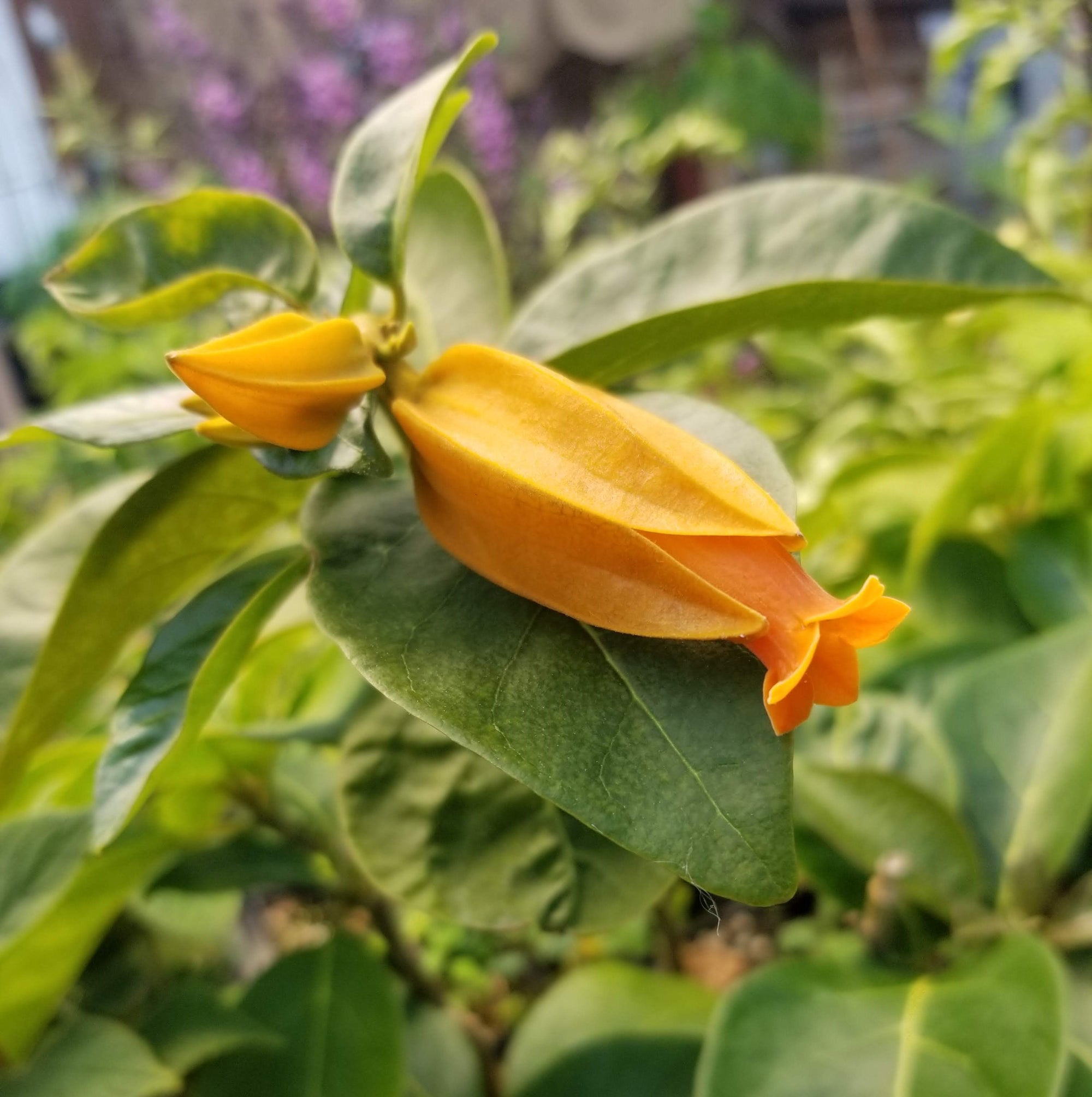 Juanulloa aurantiaca 4" pot