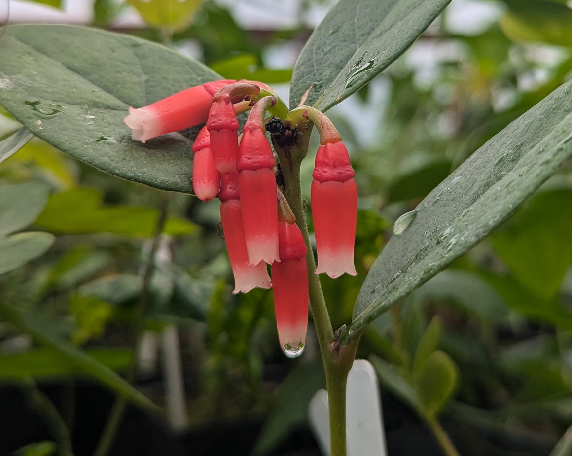 Macleania coccoloboides 4" pot