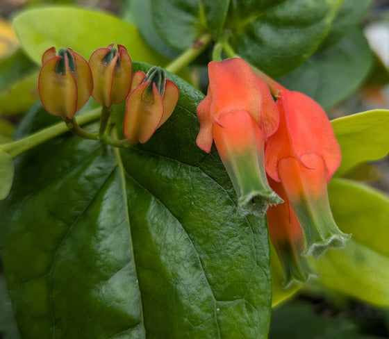 Macleania pentaptera 4" pot