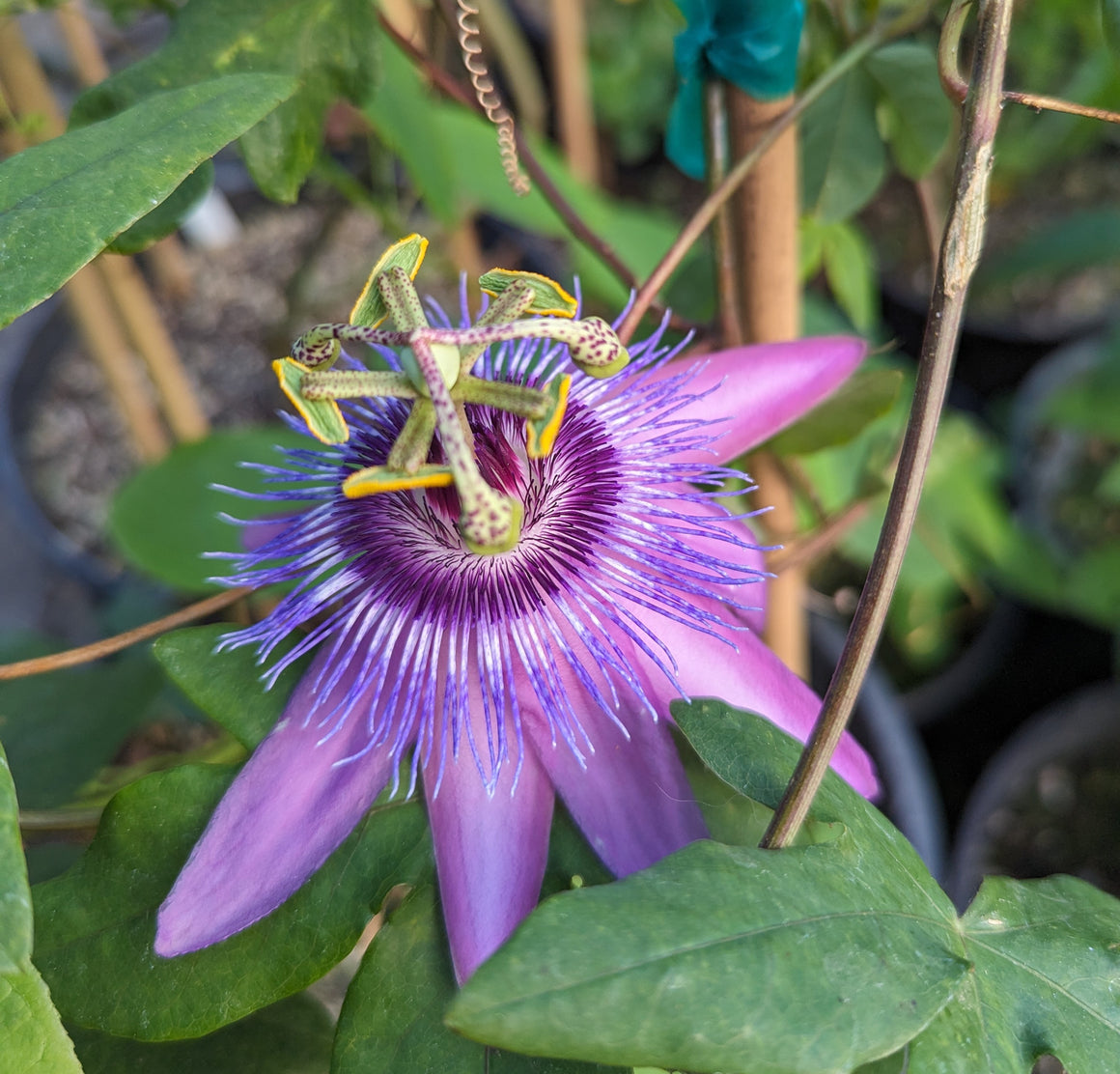 clear sky passion vine plant on trellis Passiflora caerulea 'Clear Sky' 4" pot
