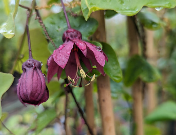 Passiflora 'Flying V' 4" pot