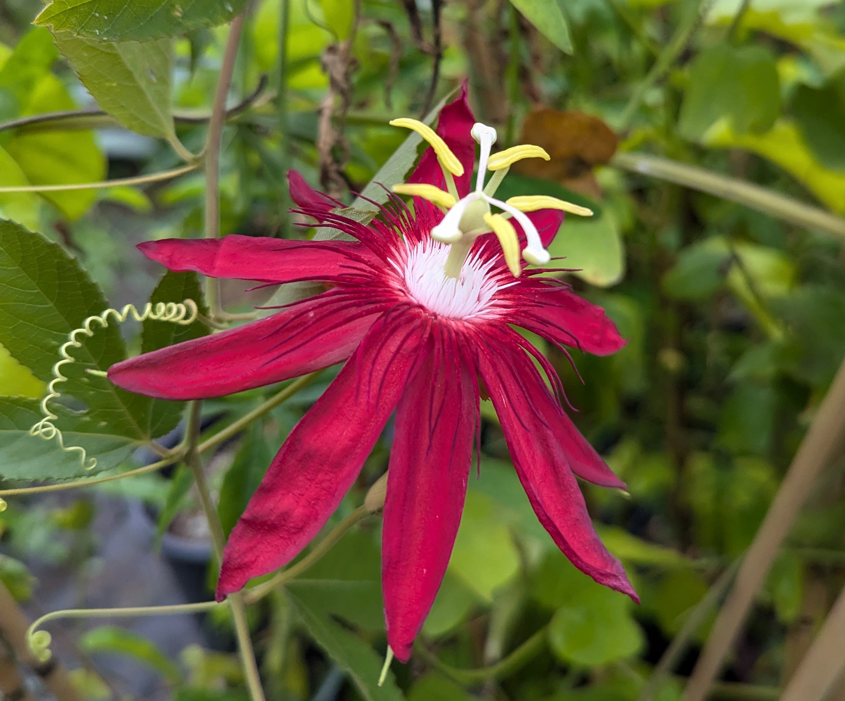 passion flower potted plant Passiflora 'Linni II' 4" pot