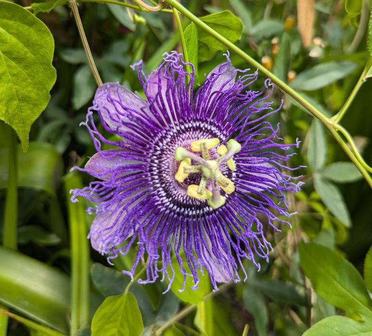 Passiflora 'Satin Jacket' 4" pot