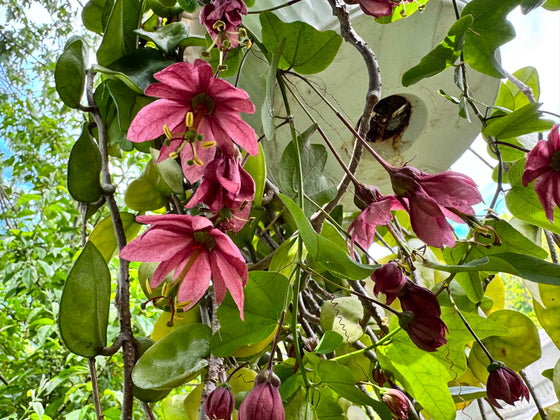 Passiflora 'Flying V' 4" pot