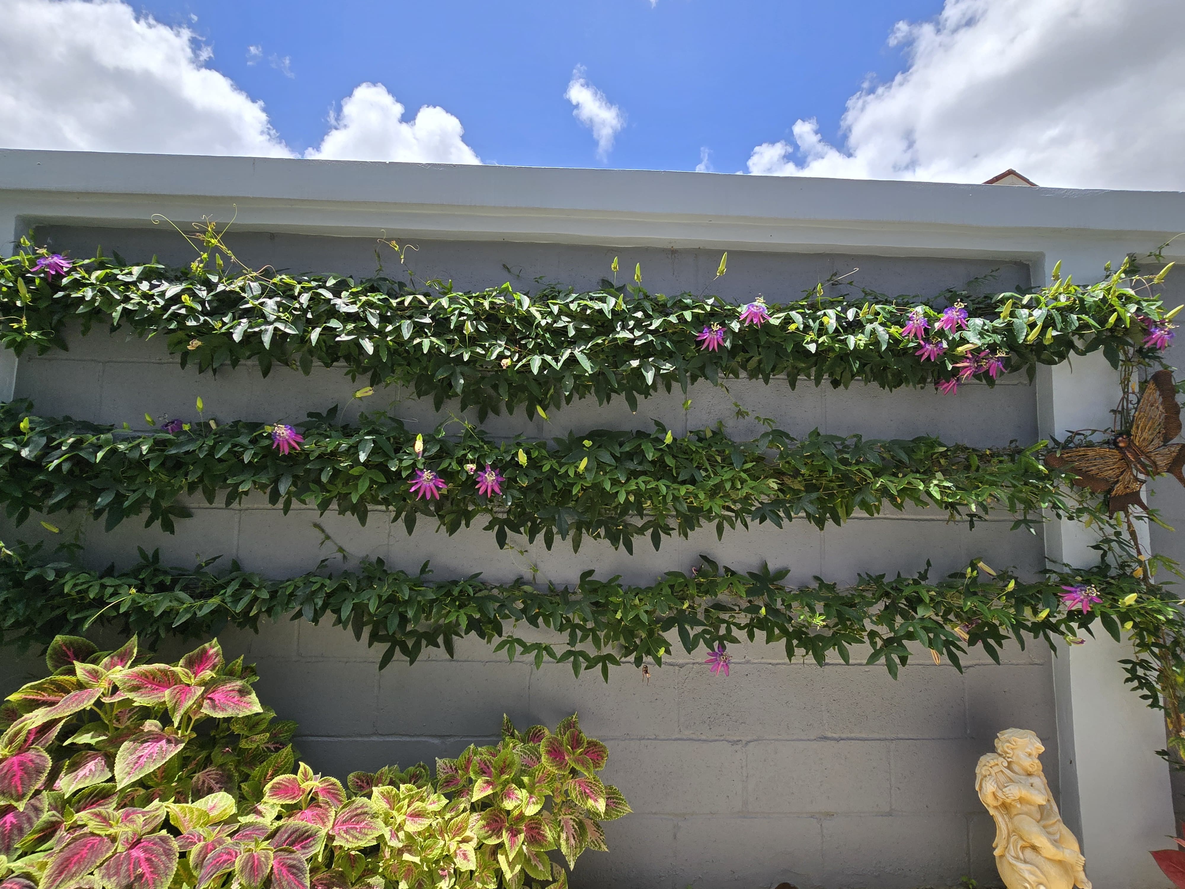 passion flower vine lavender lady Passiflora 'Lavender Lady' 4" pot