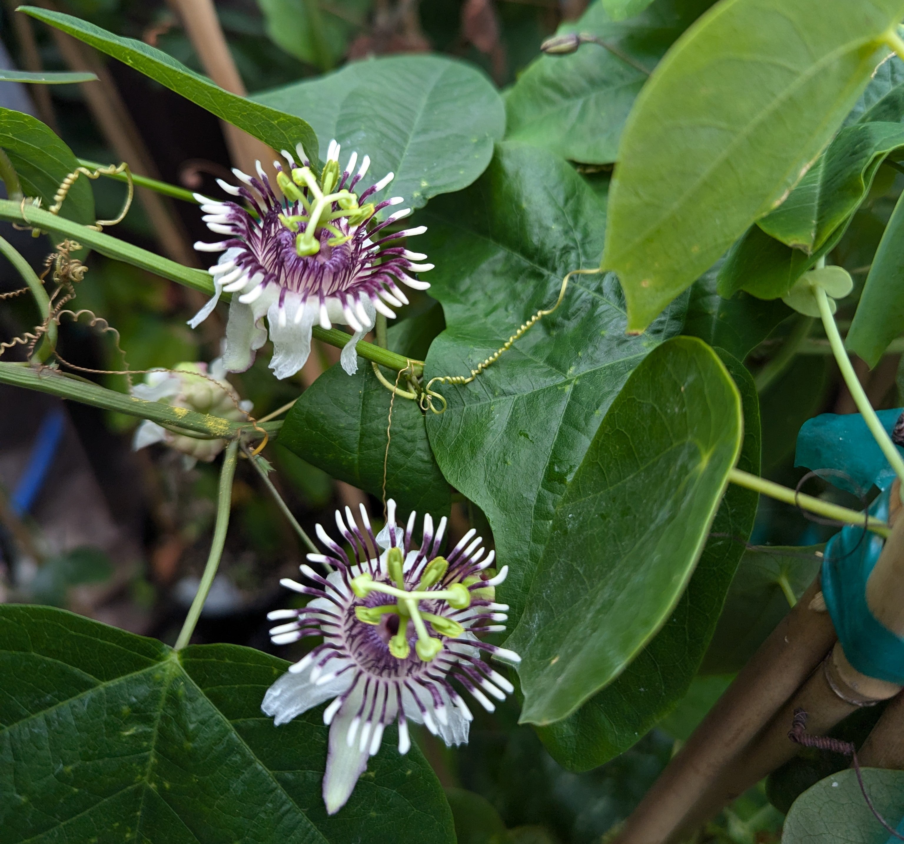 passiflora colinvauxii house plant Passiflora colinvauxii 4" pot